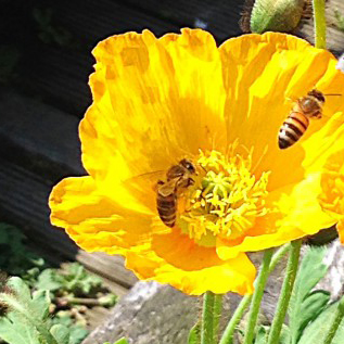 Foto Biene auf Blüte - Honig vom Imker Vogt aus Bad Münder