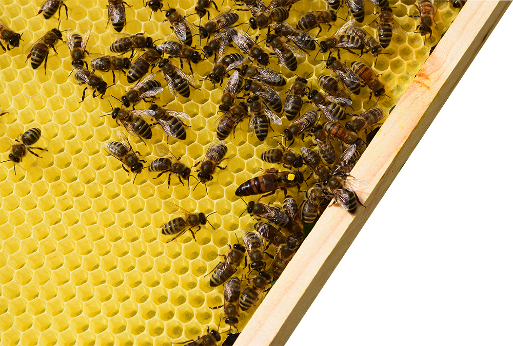 Foto Bienenwabe - Honig vom Imker 